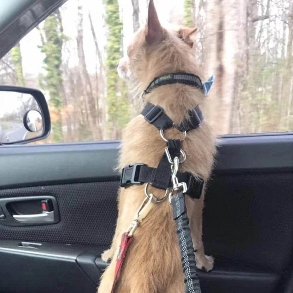 PET CAR BELT