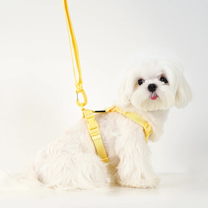 JESSIE HARNESS + LEASH